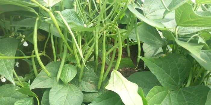 French Beans